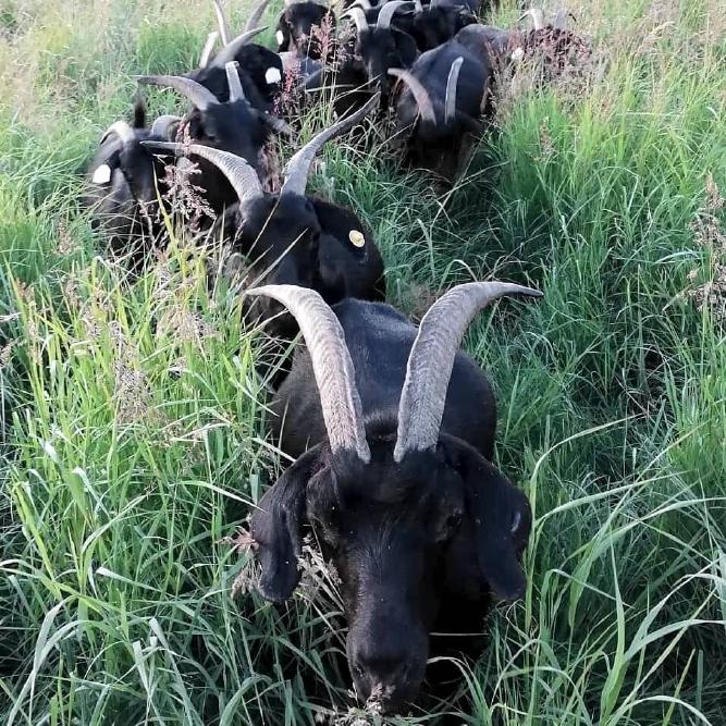 Fur Goats