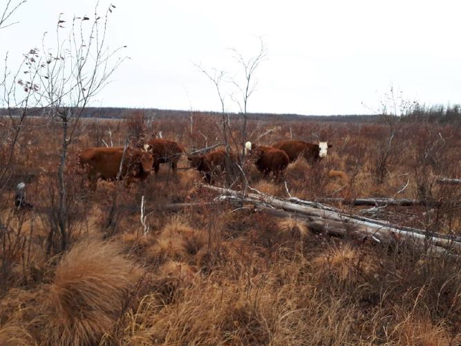 Kalmykian Cows